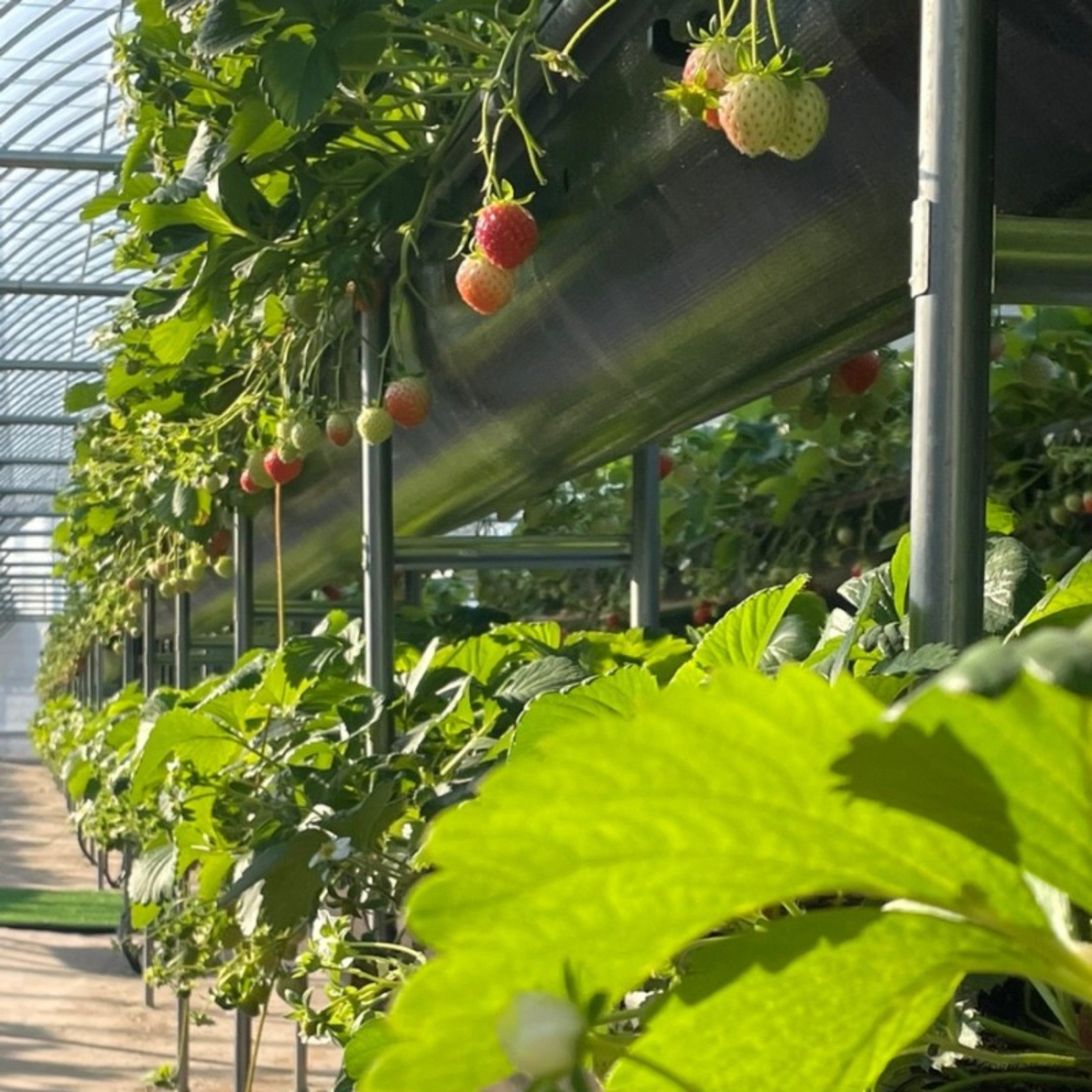 Strawberry Picking Dessert Making Tour