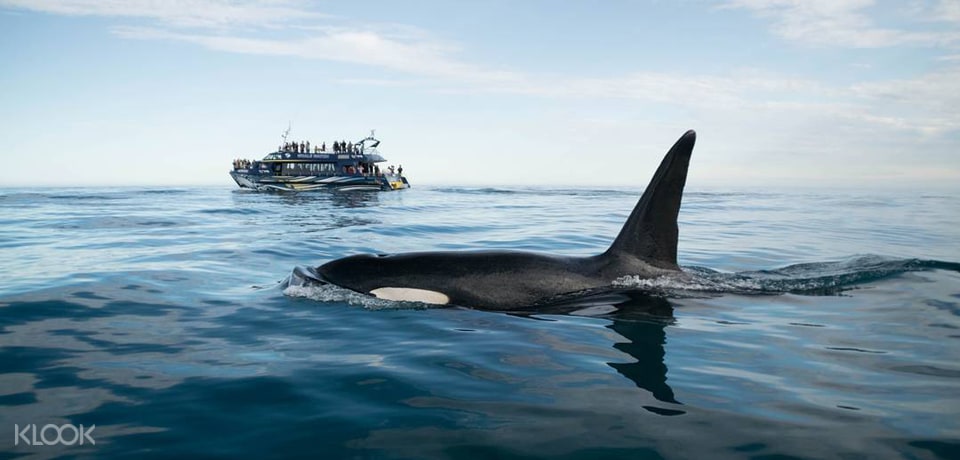 get up close up to giant sperm whales, the largest toothed