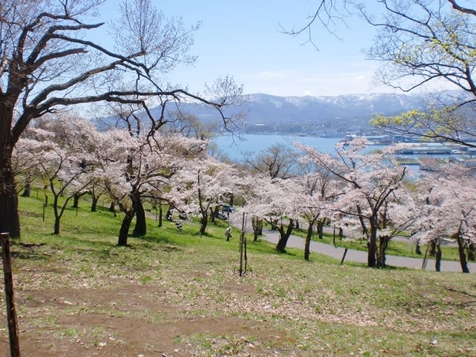 【2019樱花季】日本北海道樱花景点懒人包!交通,景点