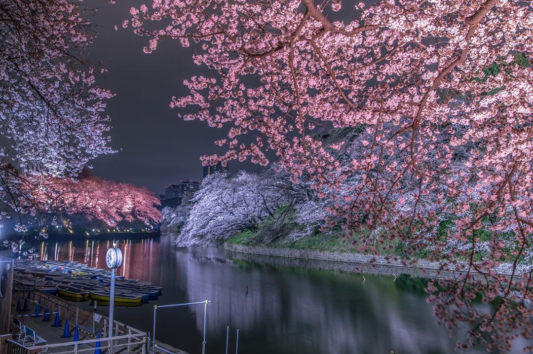 【2020日本樱花季】准备洗版ig罗!拍出最美樱花照必学