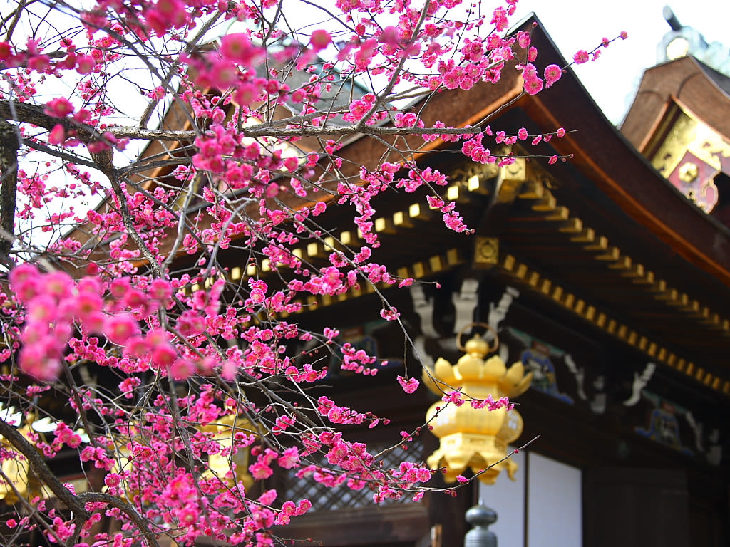 【除了樱花还有梅花】2018日本6大赏梅热点