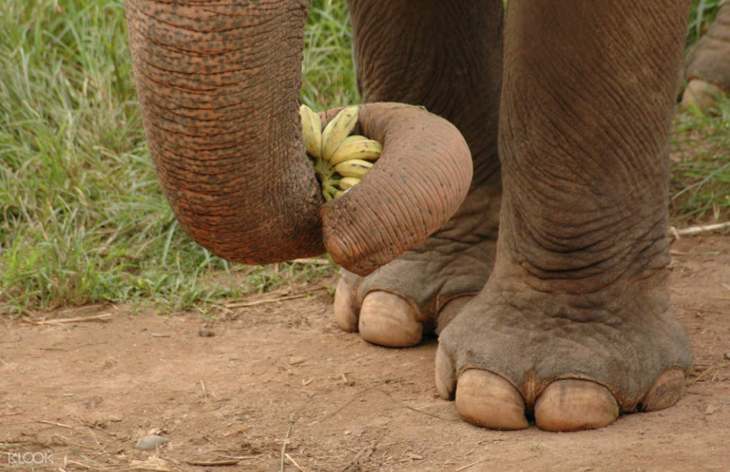 大象的鼻子相当灵活,贪吃的大象会卷起象鼻将食物送入口中,模样相当