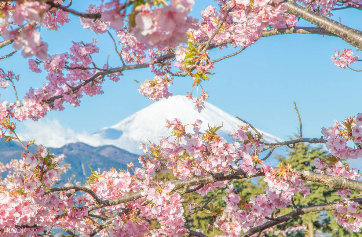 在满开的樱花陪衬下,眺望富士山顶景色   