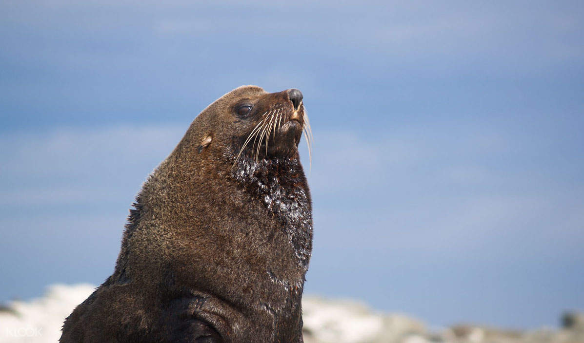 a fur seal