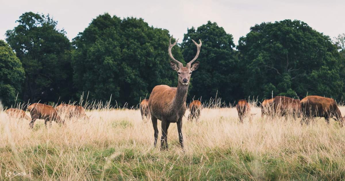 offbeat places in bali | spend a day amidst wildlife at baluran national park