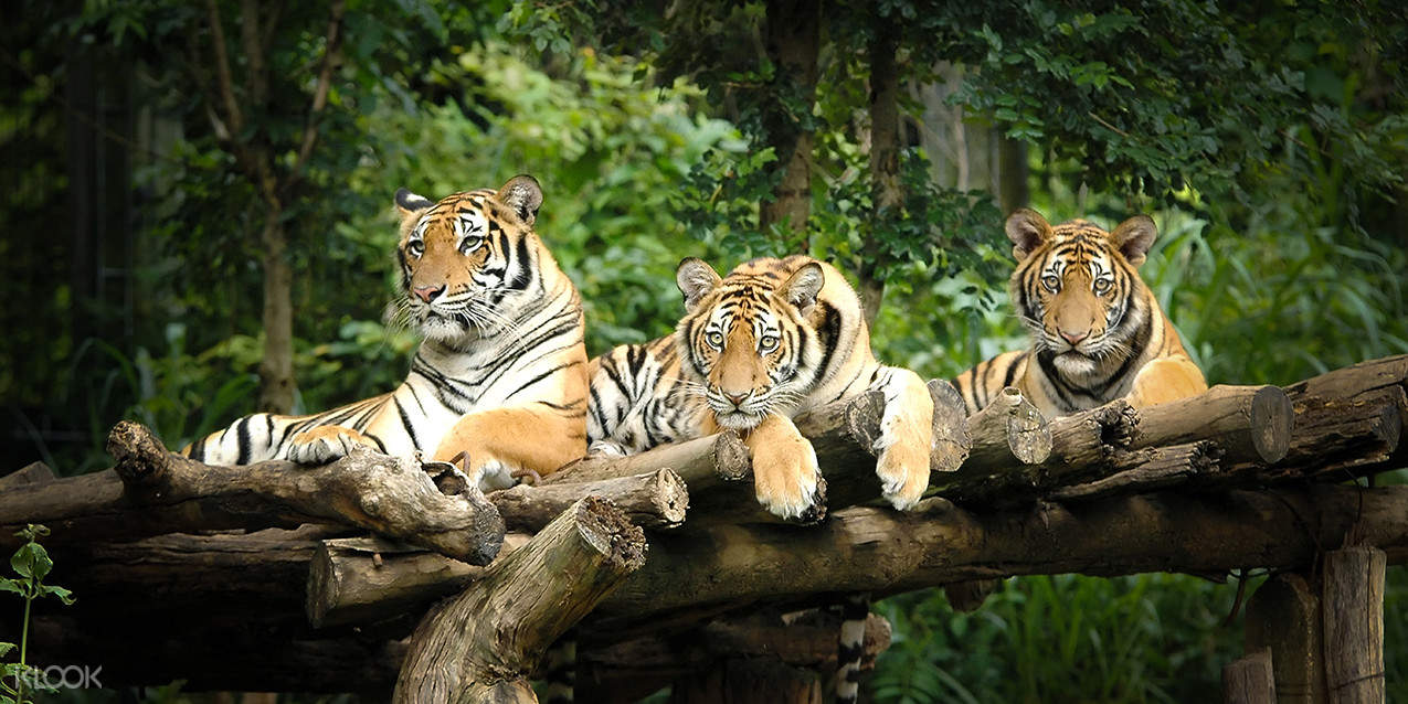 有机会看到森林之王- 老虎的生活习性        