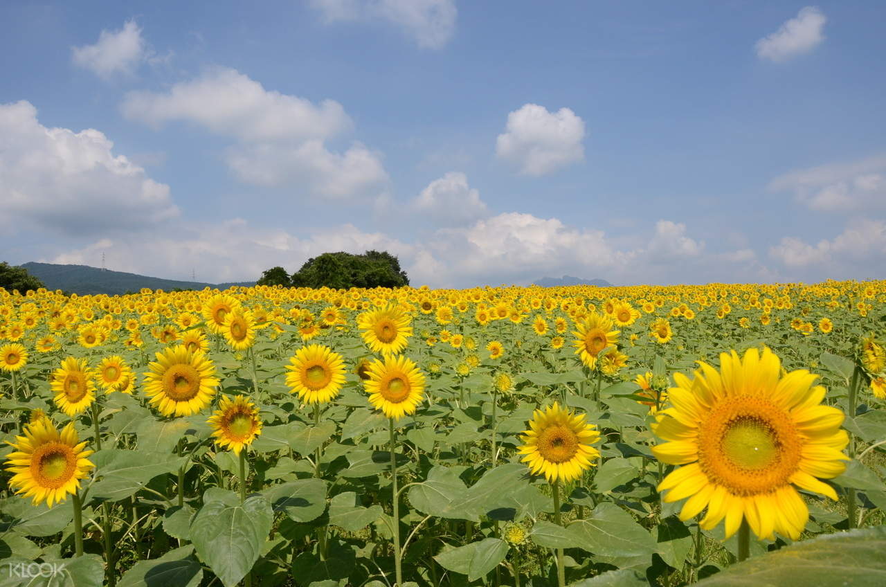 sunflower壁纸,sunflower tambara lavender park, nyu lake sunflower field, and peach