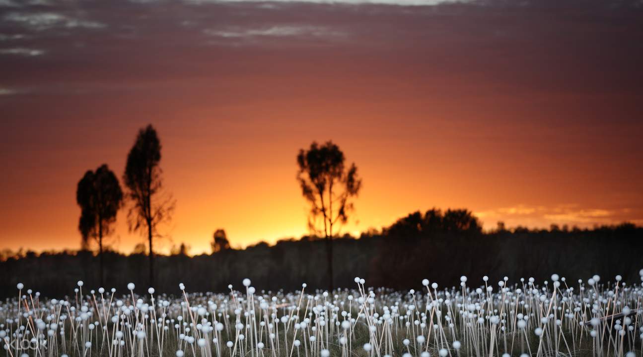 field of light sunrise tour