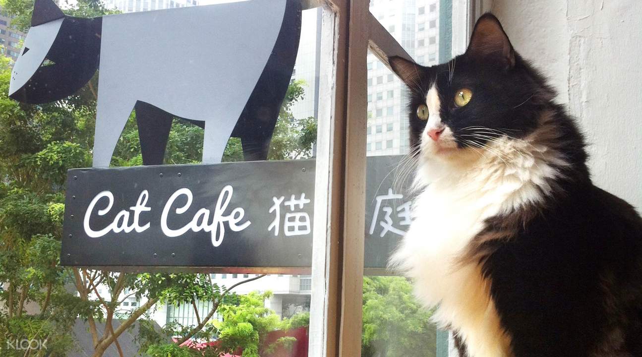 cat cafe neko no niwa entrance fee in boat quay