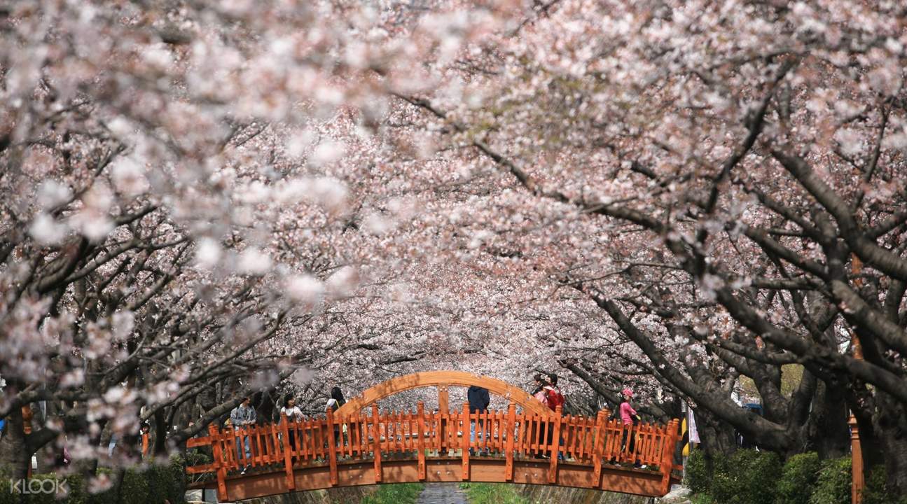 jinhae gunhangje cherry blossom festival day tour