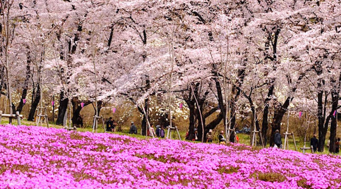 赤城山脚下的原野,在长约1公里的街道上种植了超过1000株染井吉野樱花