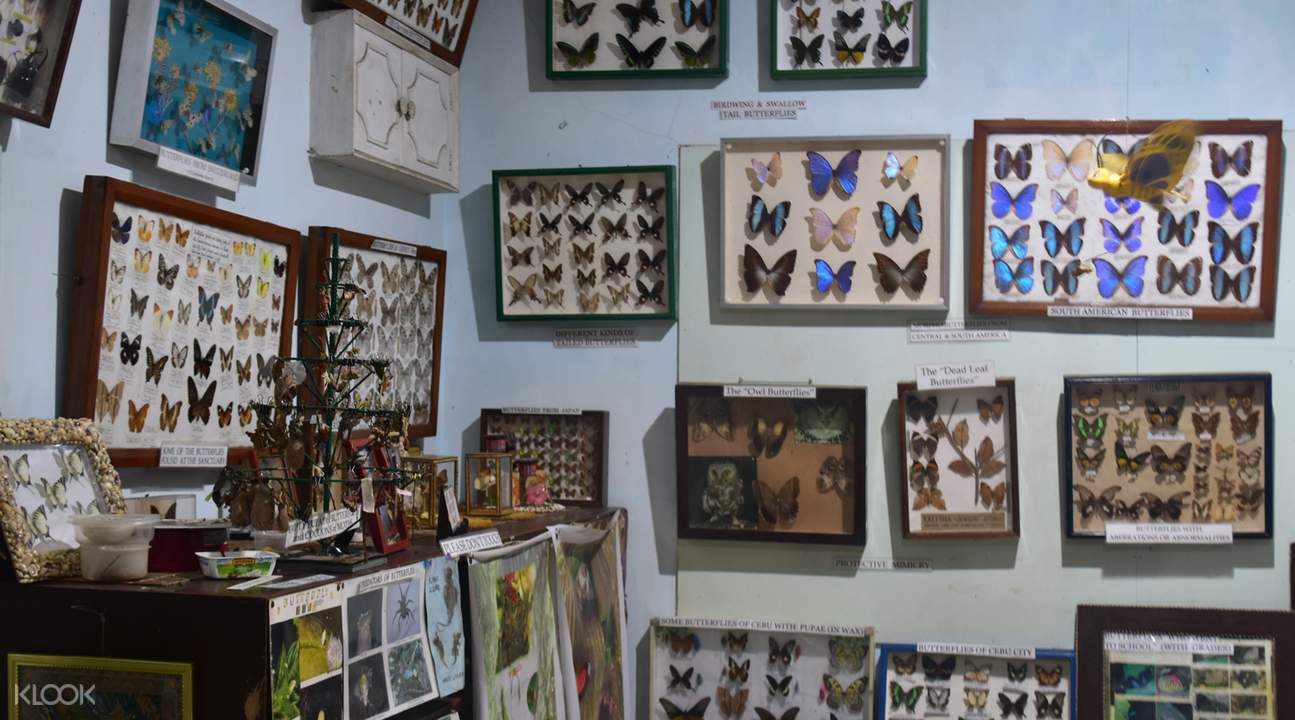 celosia flower farm and jumalon butterfly sanctuary half day