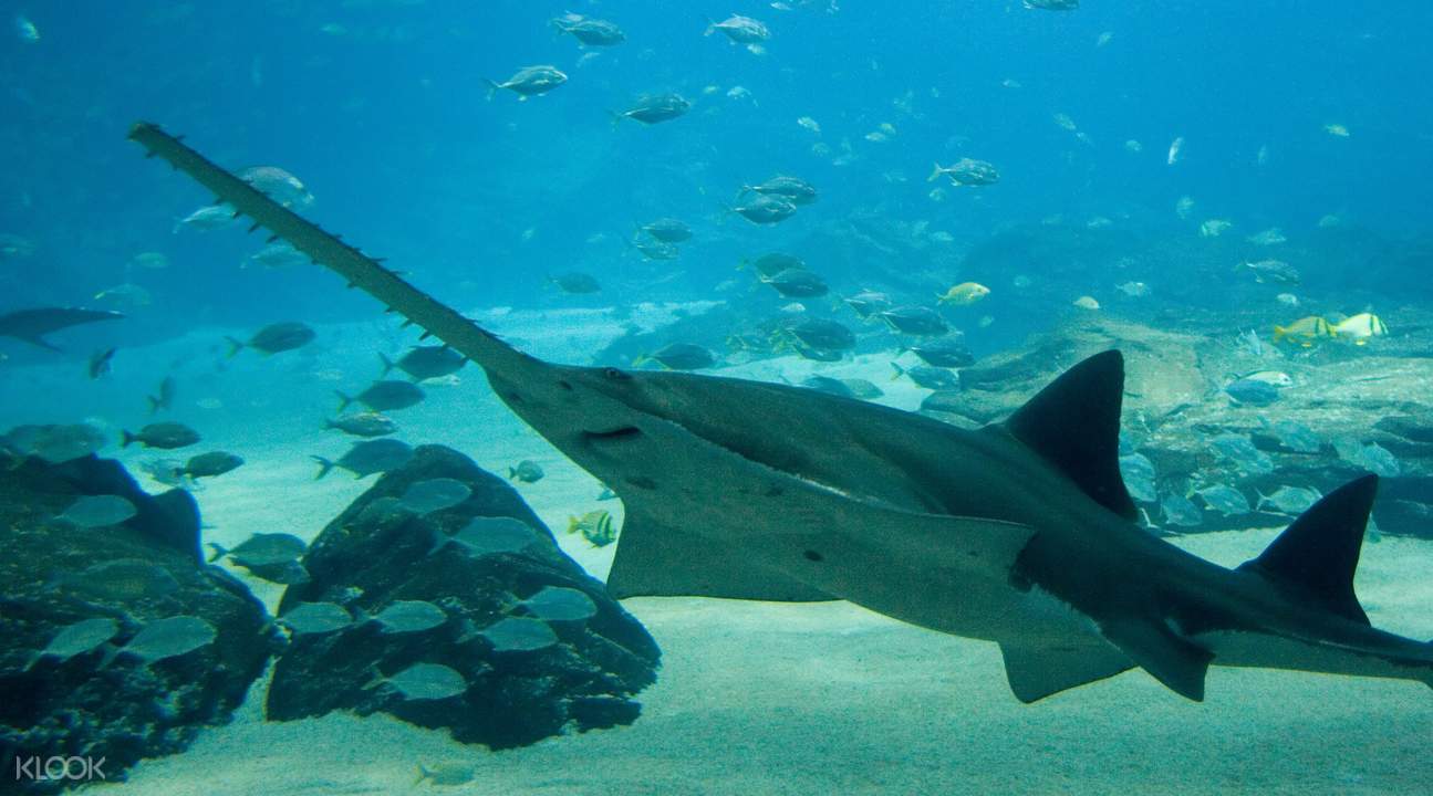 cairns aquarium general admission ticket