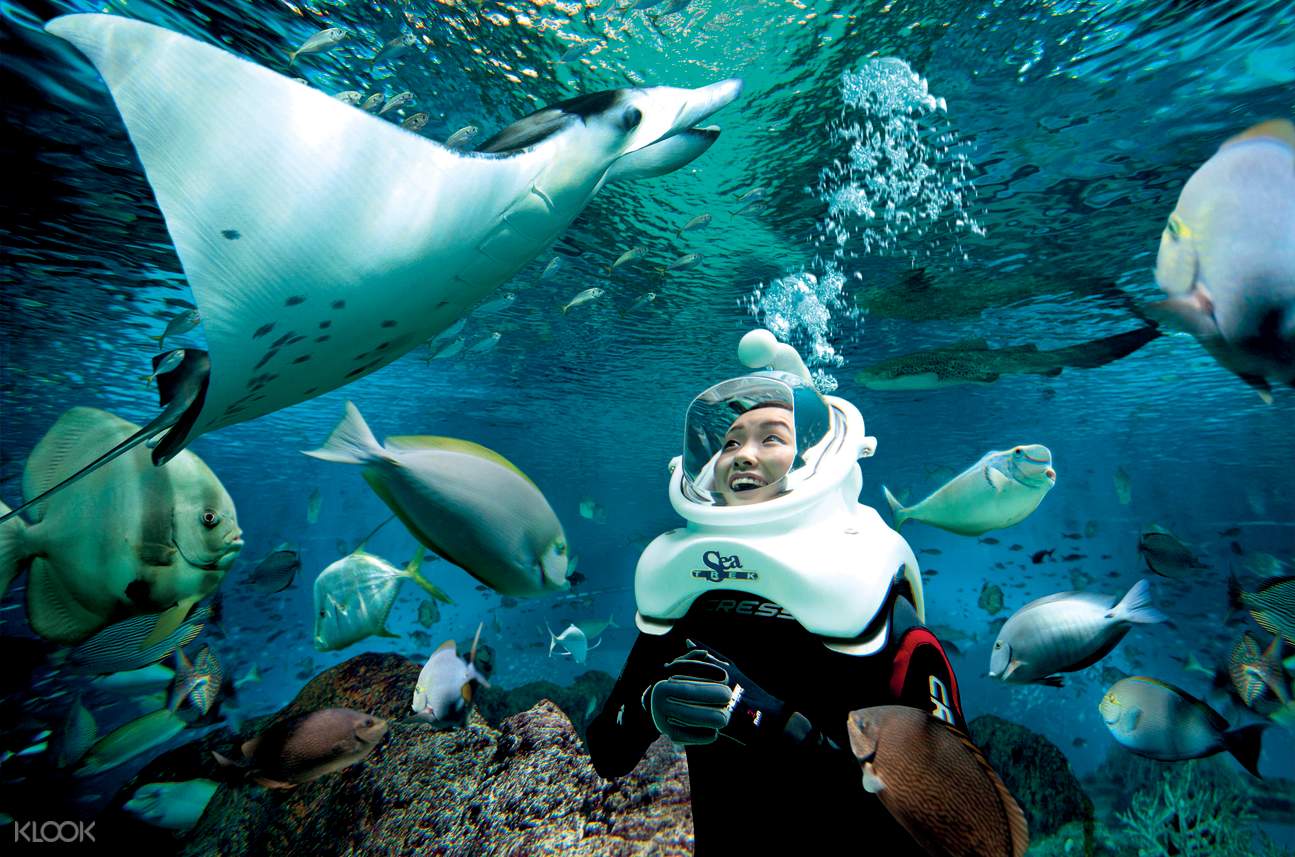 终极海洋体验 圣淘沙水上探险乐园海洋生物互动