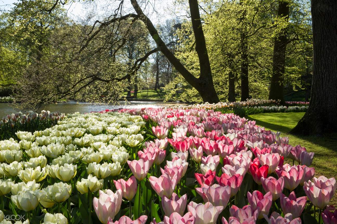 Амстердам парк тюльпанов Кекенхоф
