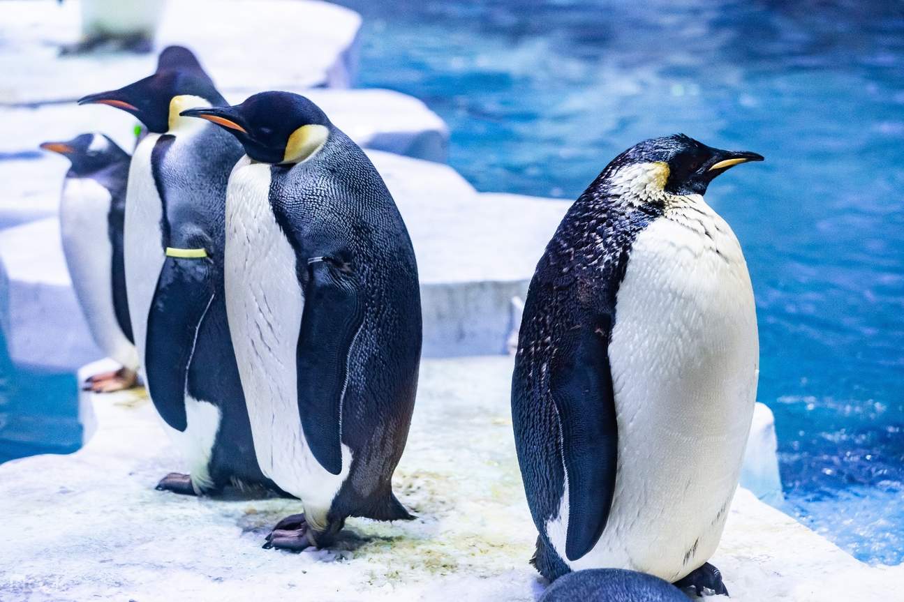 进入南极企鹅馆,欣赏帝企鹅,阿德利企鹅,巴布亚企鹅等南极萌物