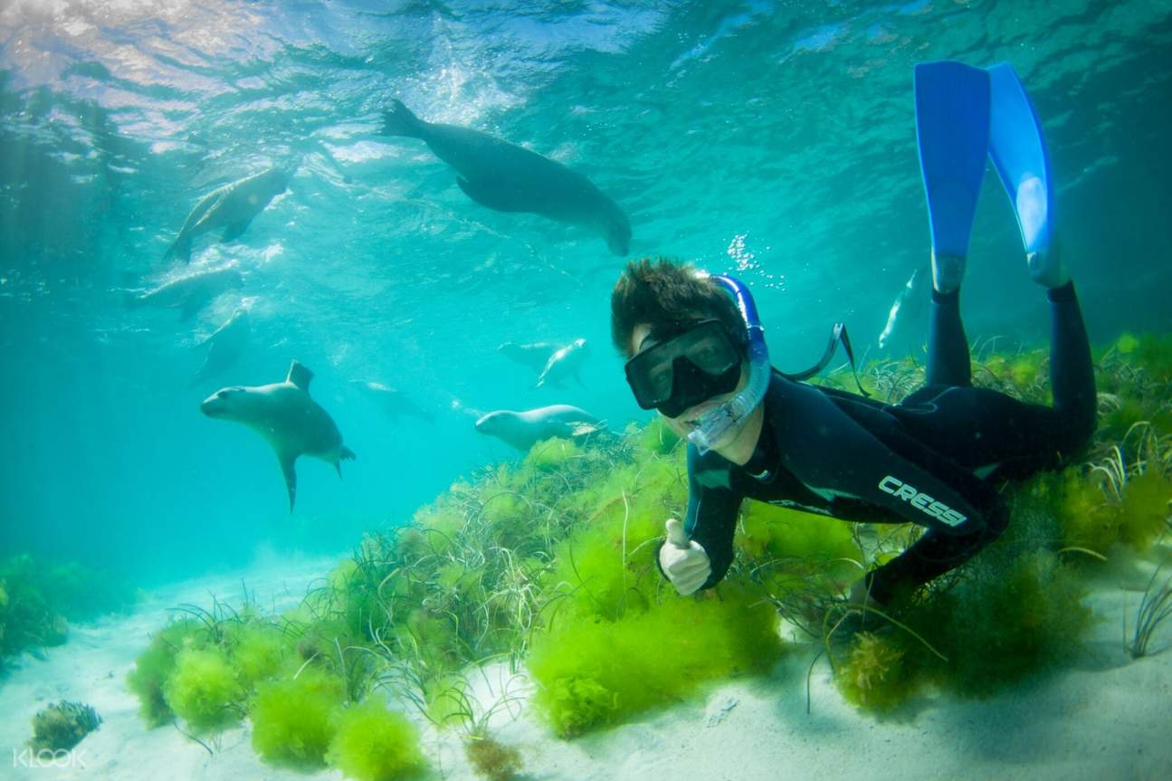 observe and swim with various marine creatures including the sea