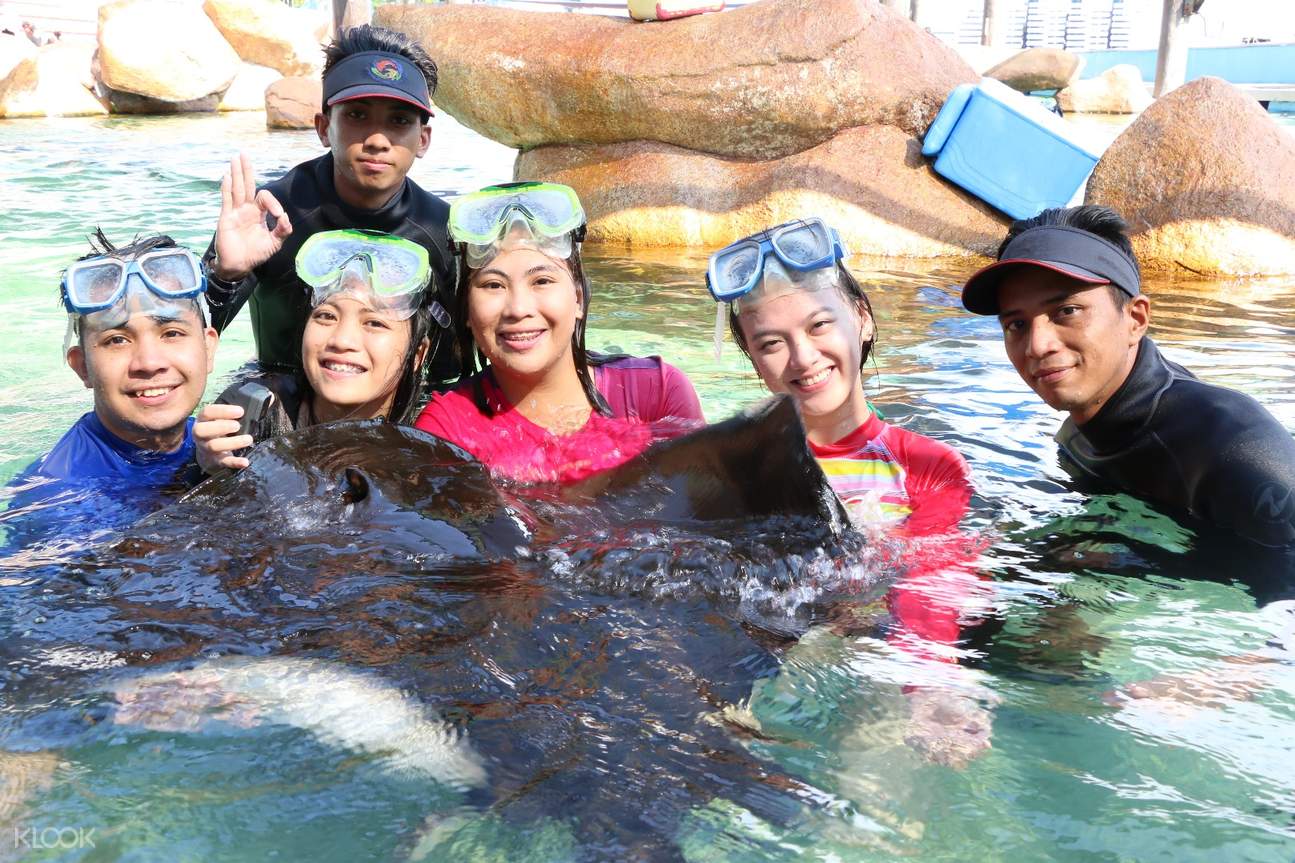 马尼拉海洋公园互动体验(美人鱼变装 鲨鱼鳐鱼水下接触 海狮训练