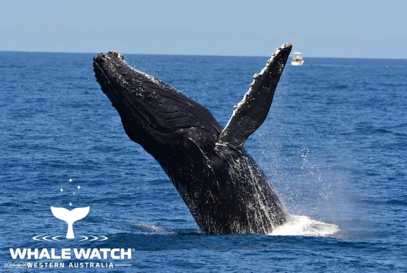 whale watching experience from perth