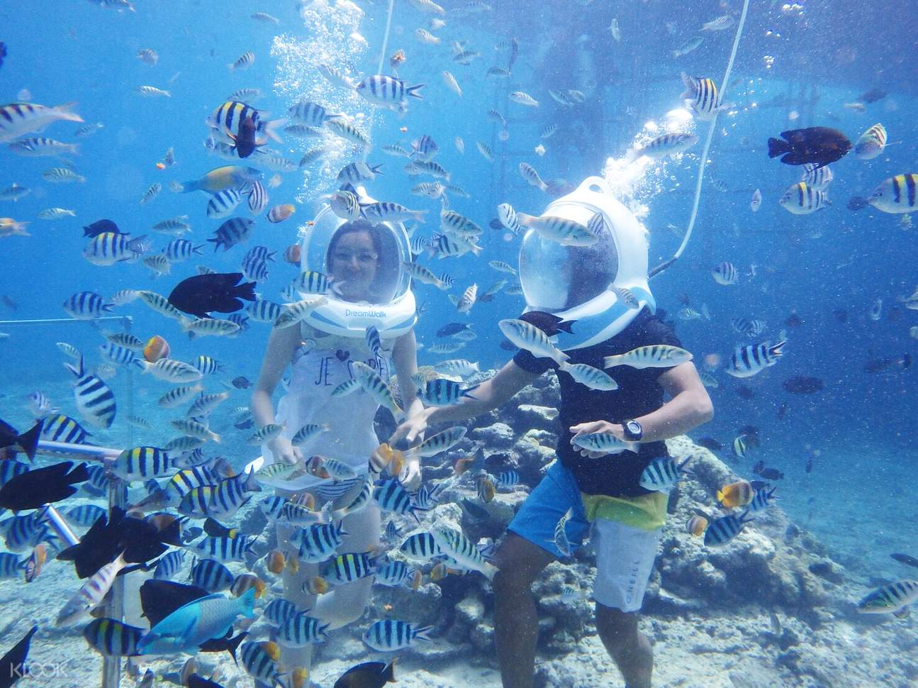 walk right by exotic colorful fish and other marine creatures