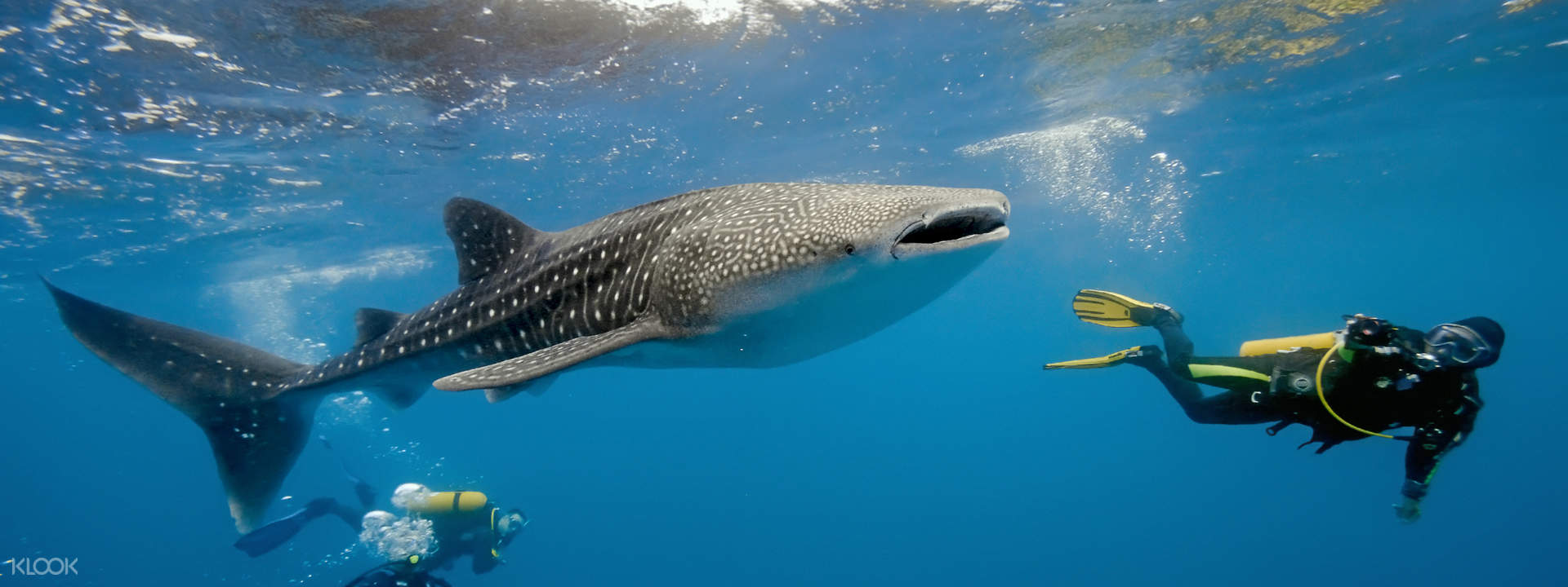 scuba diving experience