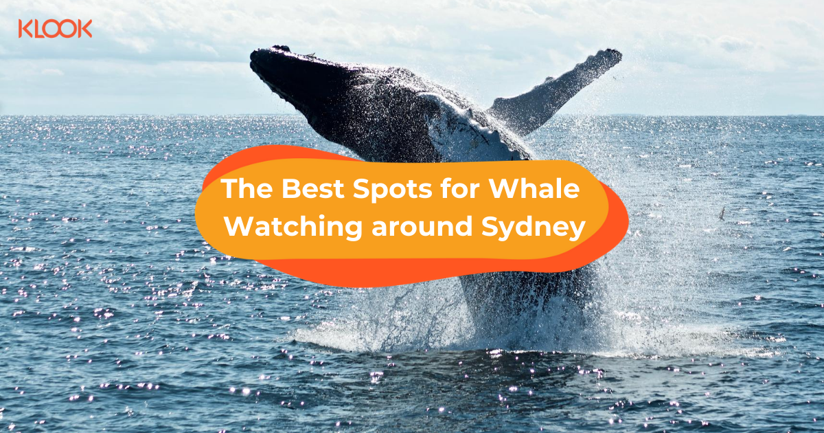 Where to go Whale Watching around Sydney — Lookout Points and Tours