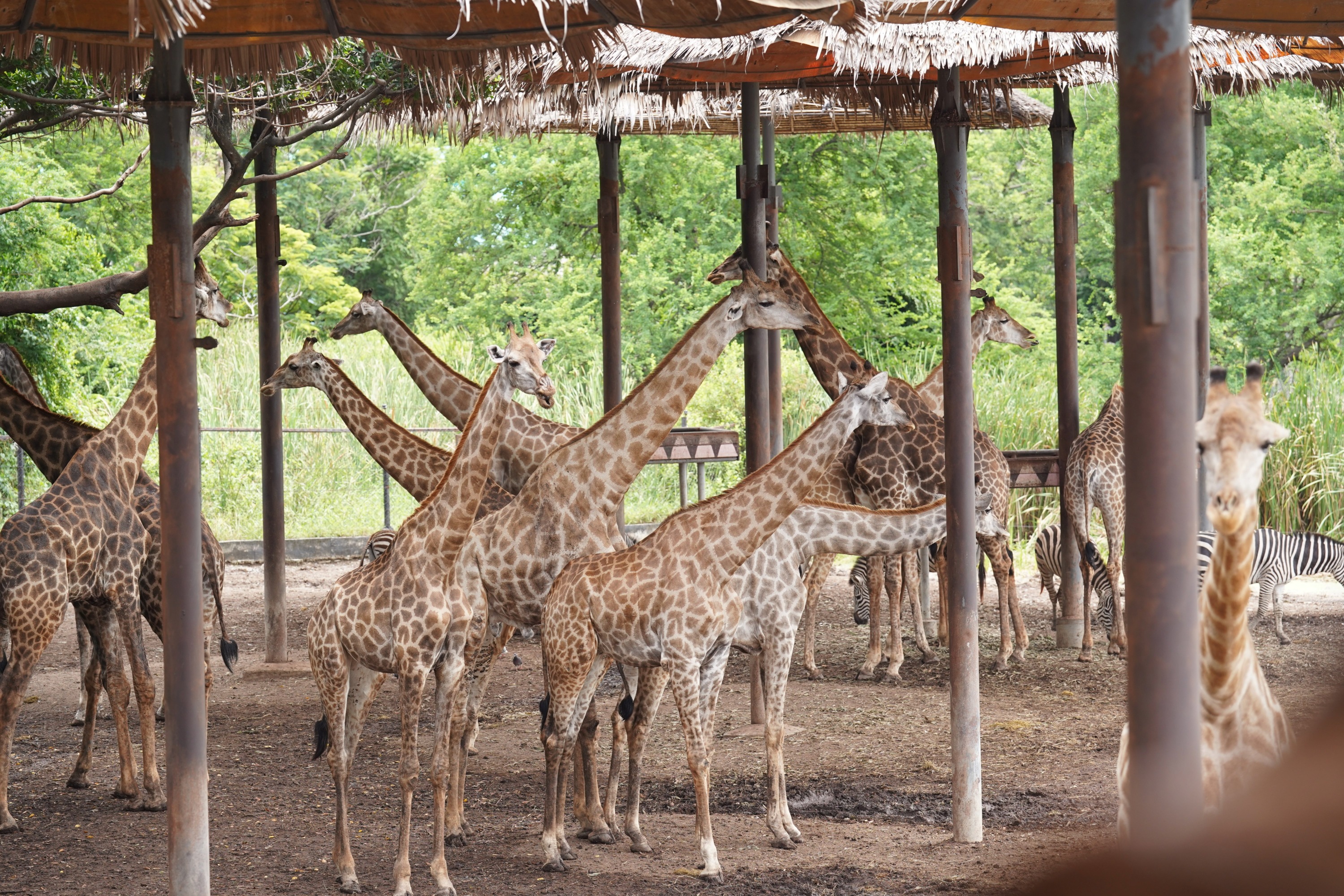A large herd of giraffes is gathered on a dirt ground under a wide, rustic, open-air shelter at Bangkok Safari World.