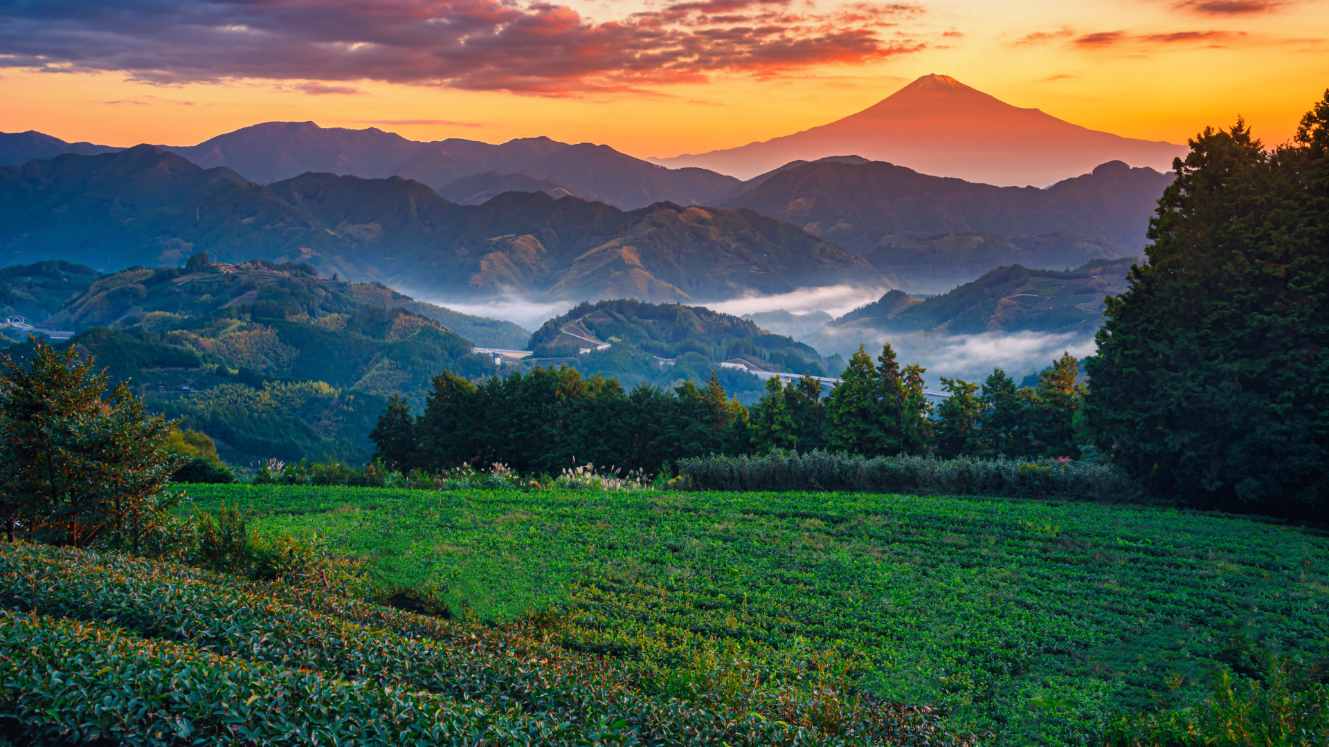 Best things to do in Shizuoka 2025 | Attractions