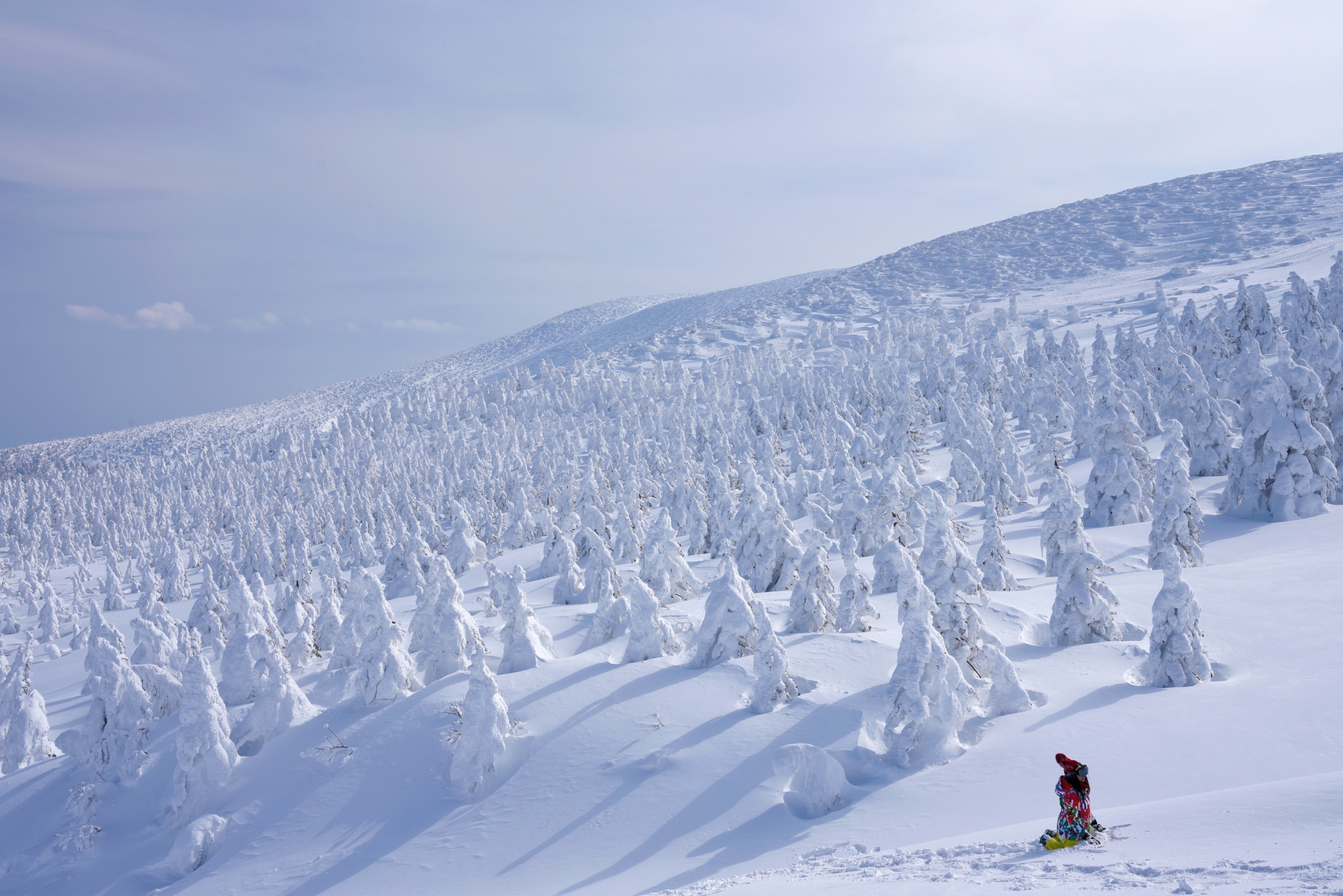 A stunning winter landscape on a bright, sunny day at Mount Zao, Japan, featuring the famous "Snow Monsters" or "Juhyo." Numerous large evergreen trees on a snow-covered mountain slope are completely encased in thick layers of snow and rime ice, creating massive, white, sculptural, and almost creature-like figures. 