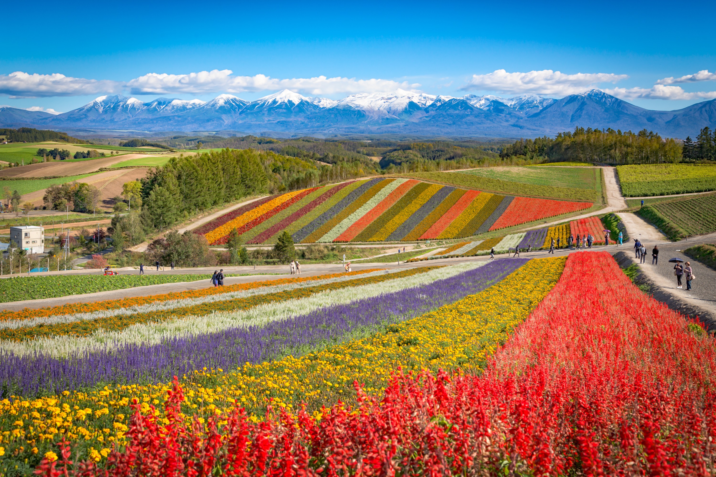 A vast and vibrant field of purple lavender stretches across the foreground of Shikisai-no-Oka, Hokkaido, Japan, under a bright blue sky. The densely packed lavender flowers create a rich carpet of color