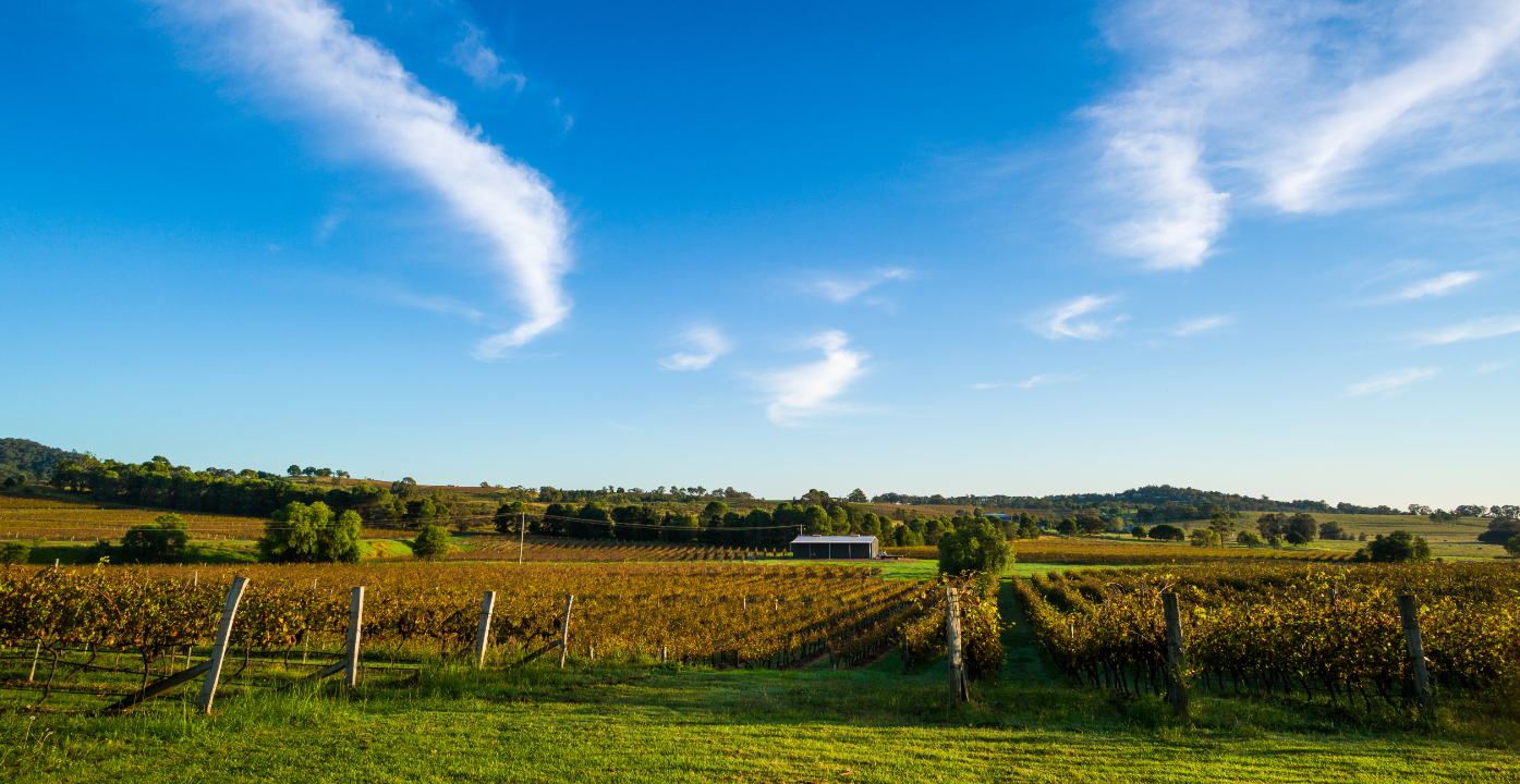 Hunter Valley Wine Experience Day Tour