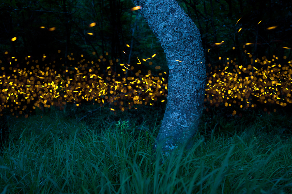 Klias River Fireflies Safari Cruise