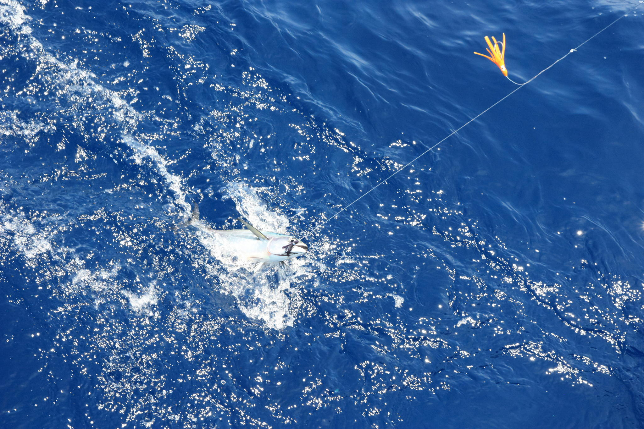 布吉拉雅島深海釣魚私人之旅