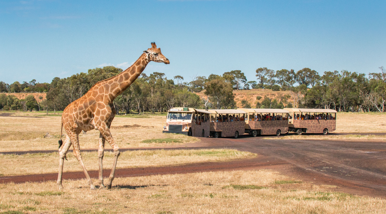 Werribee Open Range Zoo Entry Ticket