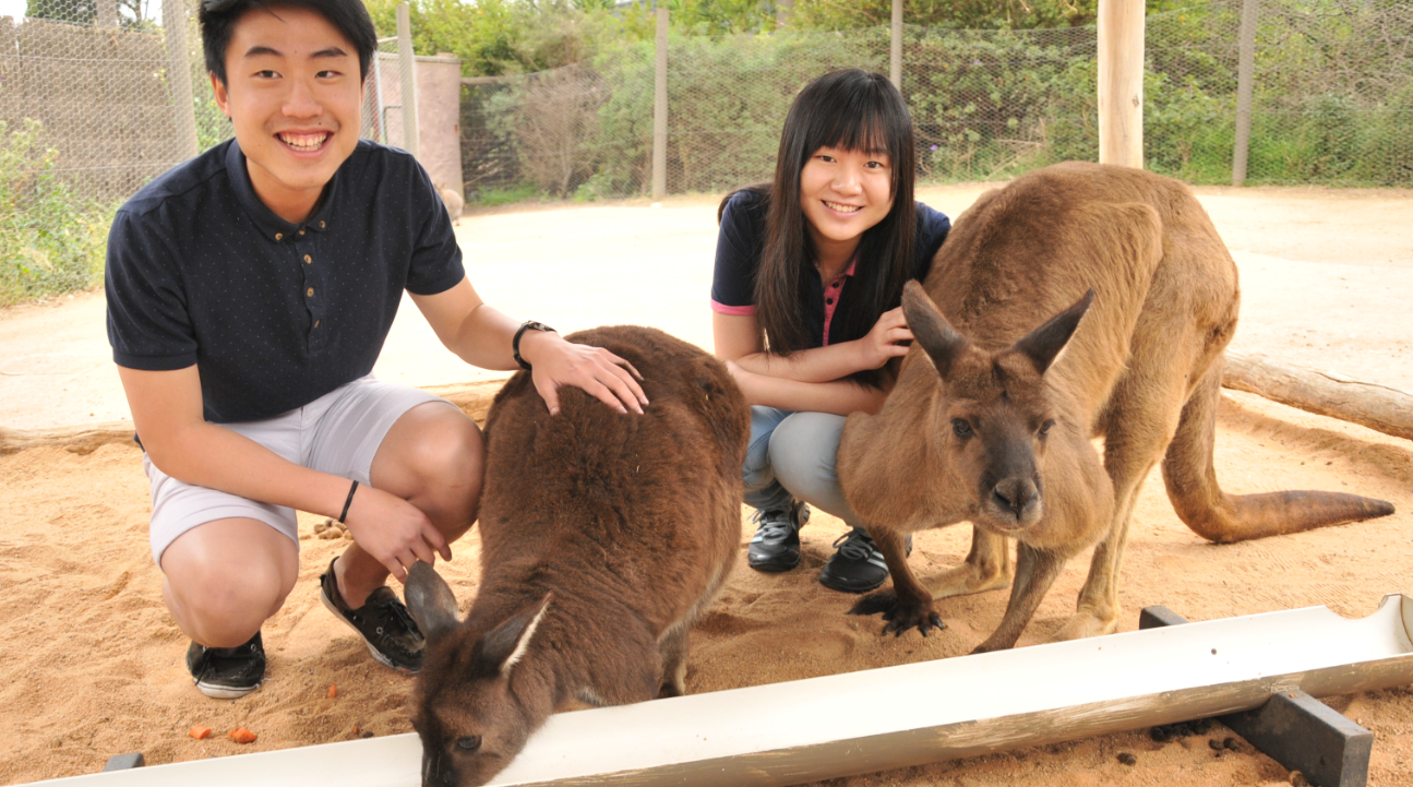 墨爾本動物園袋鼠互動體驗