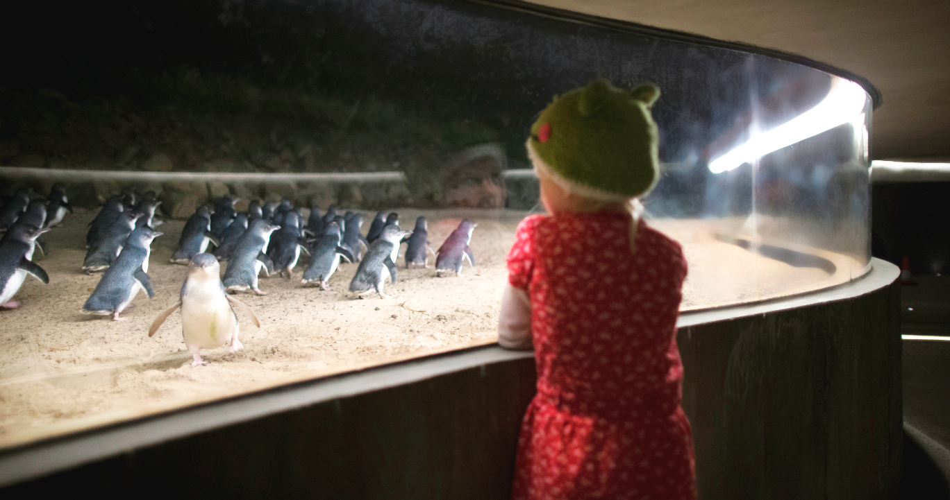 Penguin Parade Entry Ticket