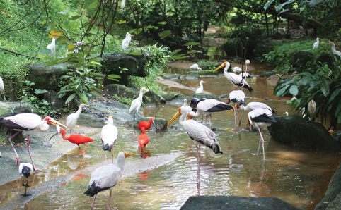 Парк оленей Куала-Лумпур