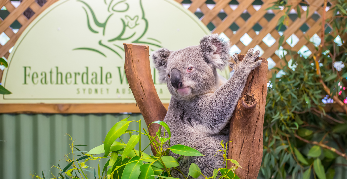 National wildlife. Featherdale Wildlife Park. Фото зоопарк Таронга Сидней коллаж. Wildlife Wonderland Australia.