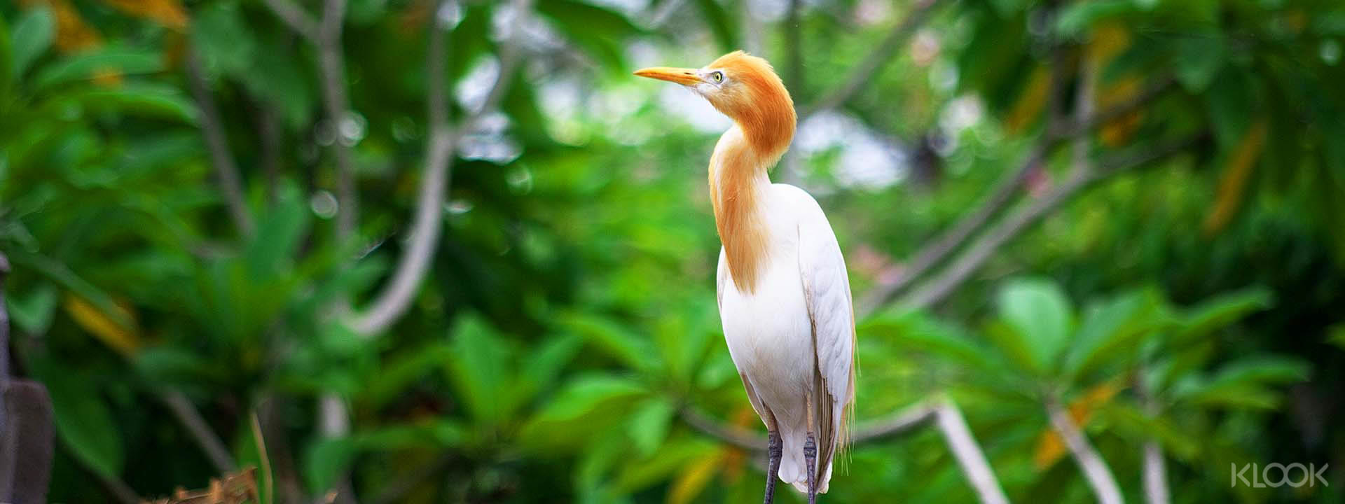 Bali Bird Park