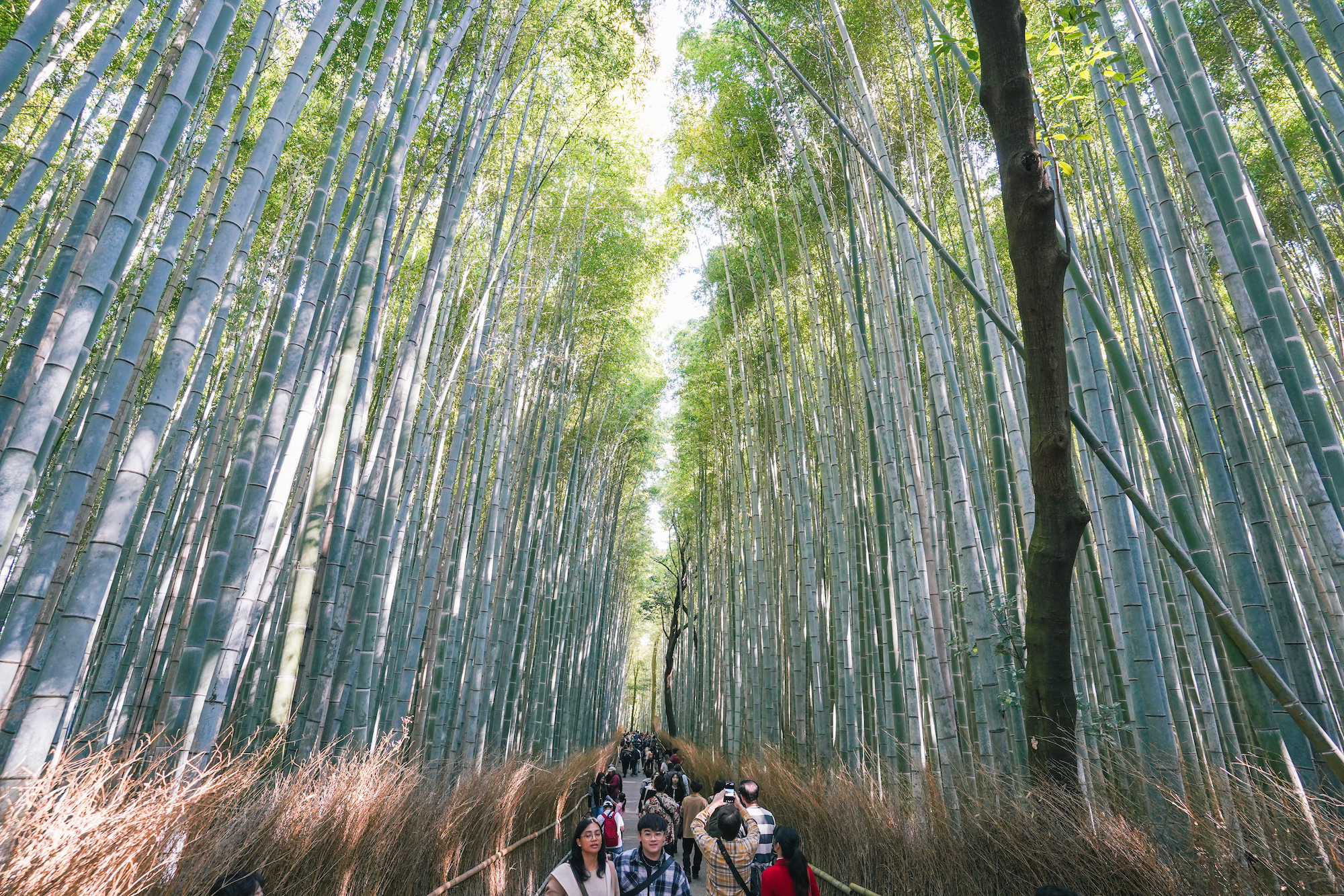 京都嵐山竹林 & 花園半日徒步之旅