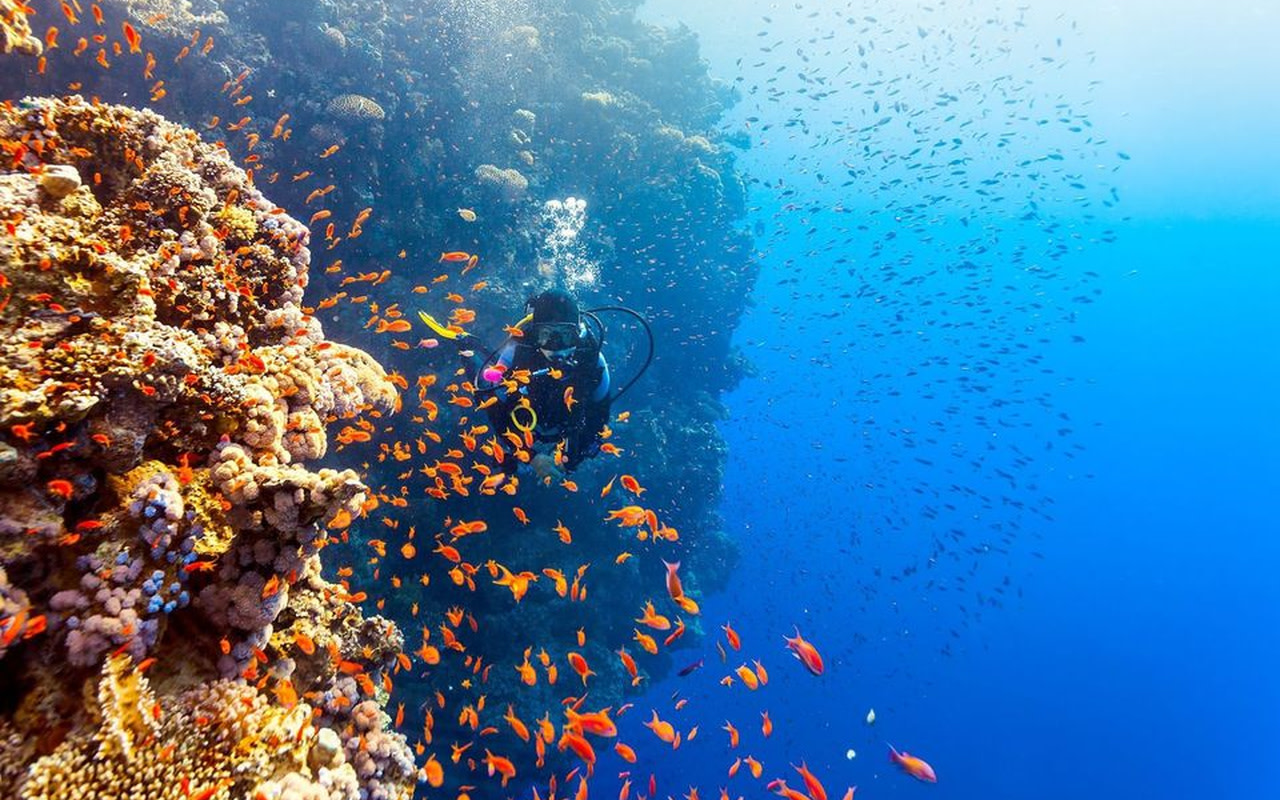 Premium Beginner Introductory Diving Experience