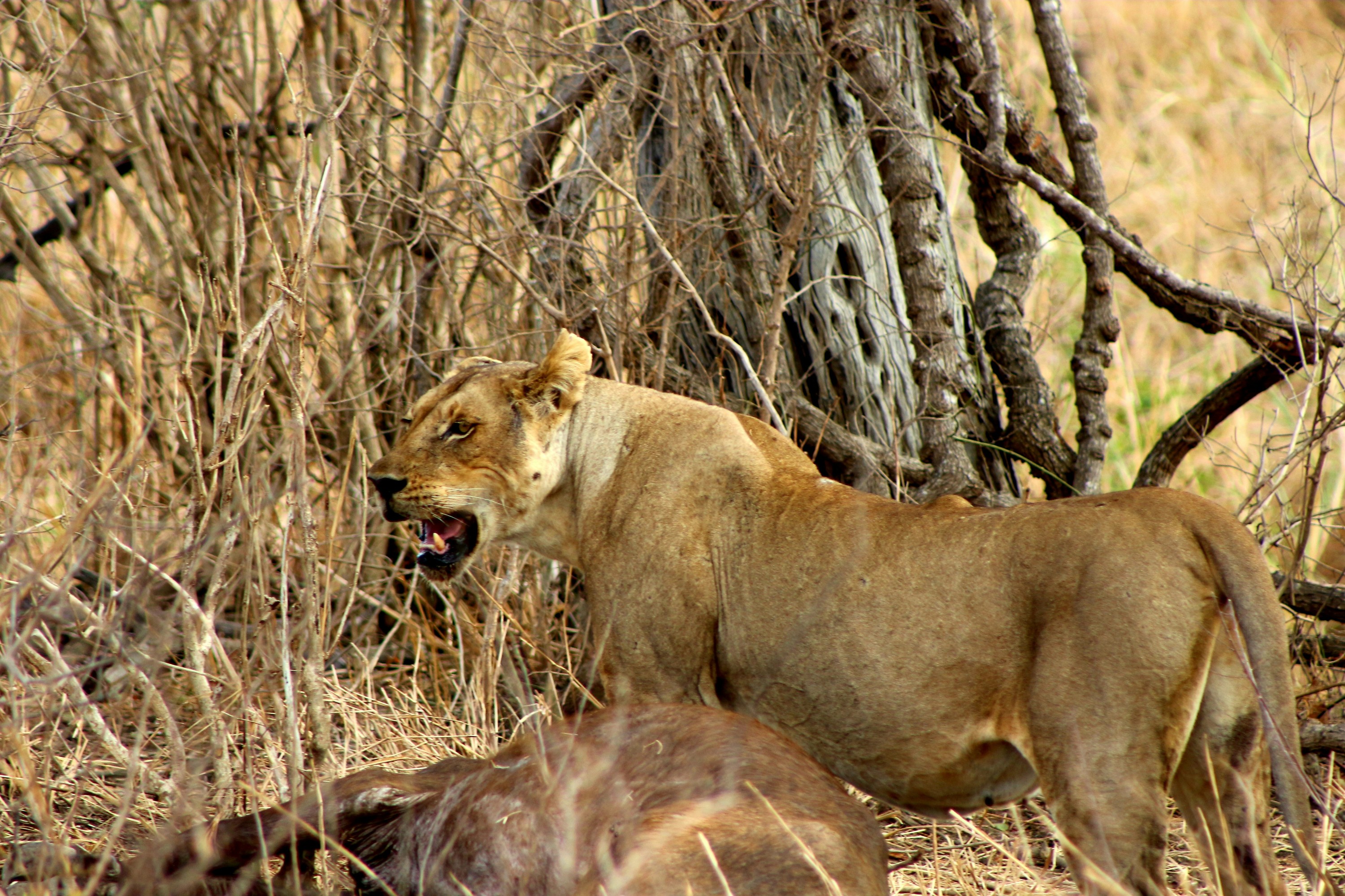 Zanzibar to Mikumi Safari Include Flight, Lunch & Transfers