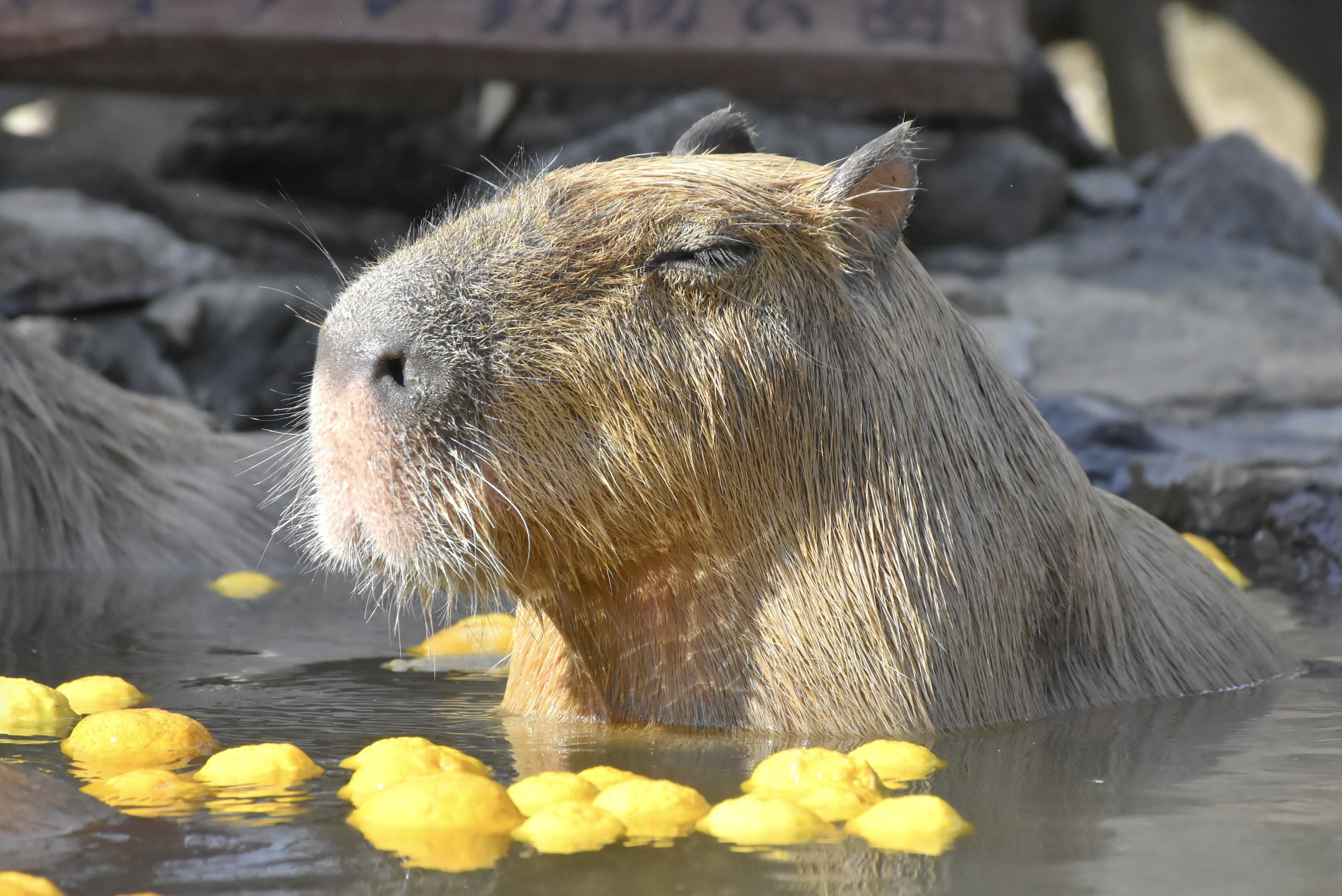 伊豆仙人掌動物園門票