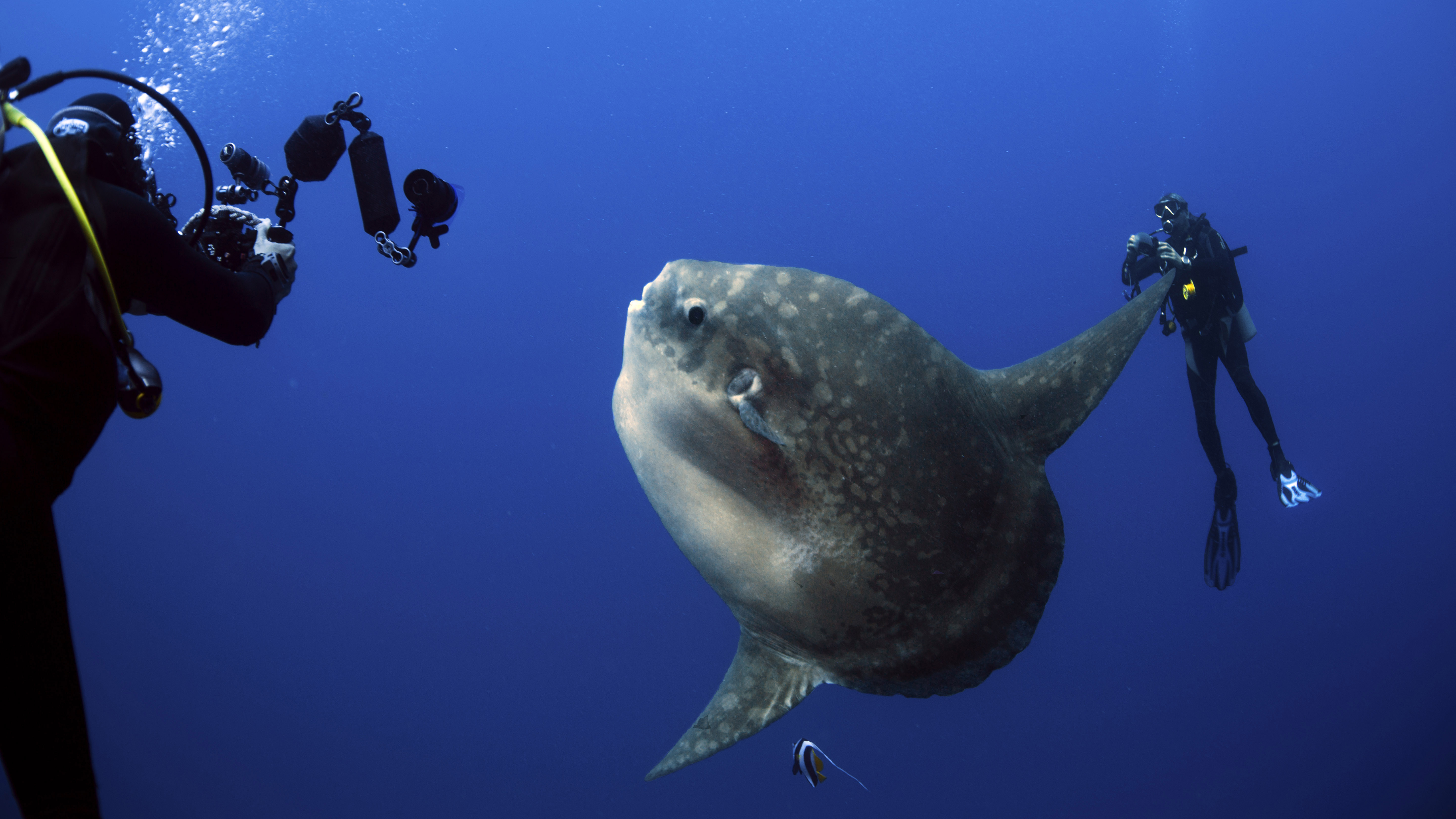 PADIファンダイビング（ペニダ島 / PADI 5 Star Dive Center提供）