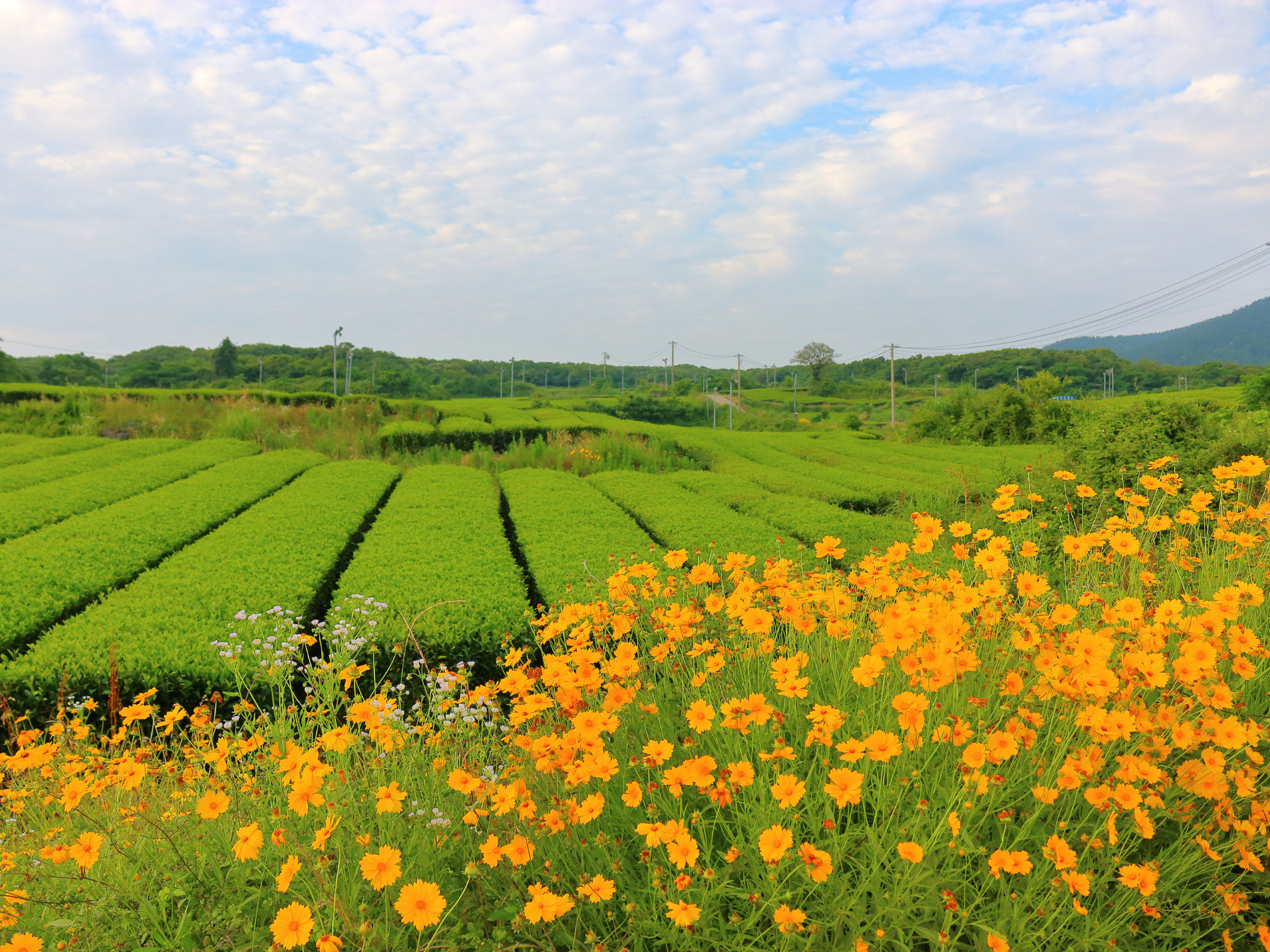 Green tea field
