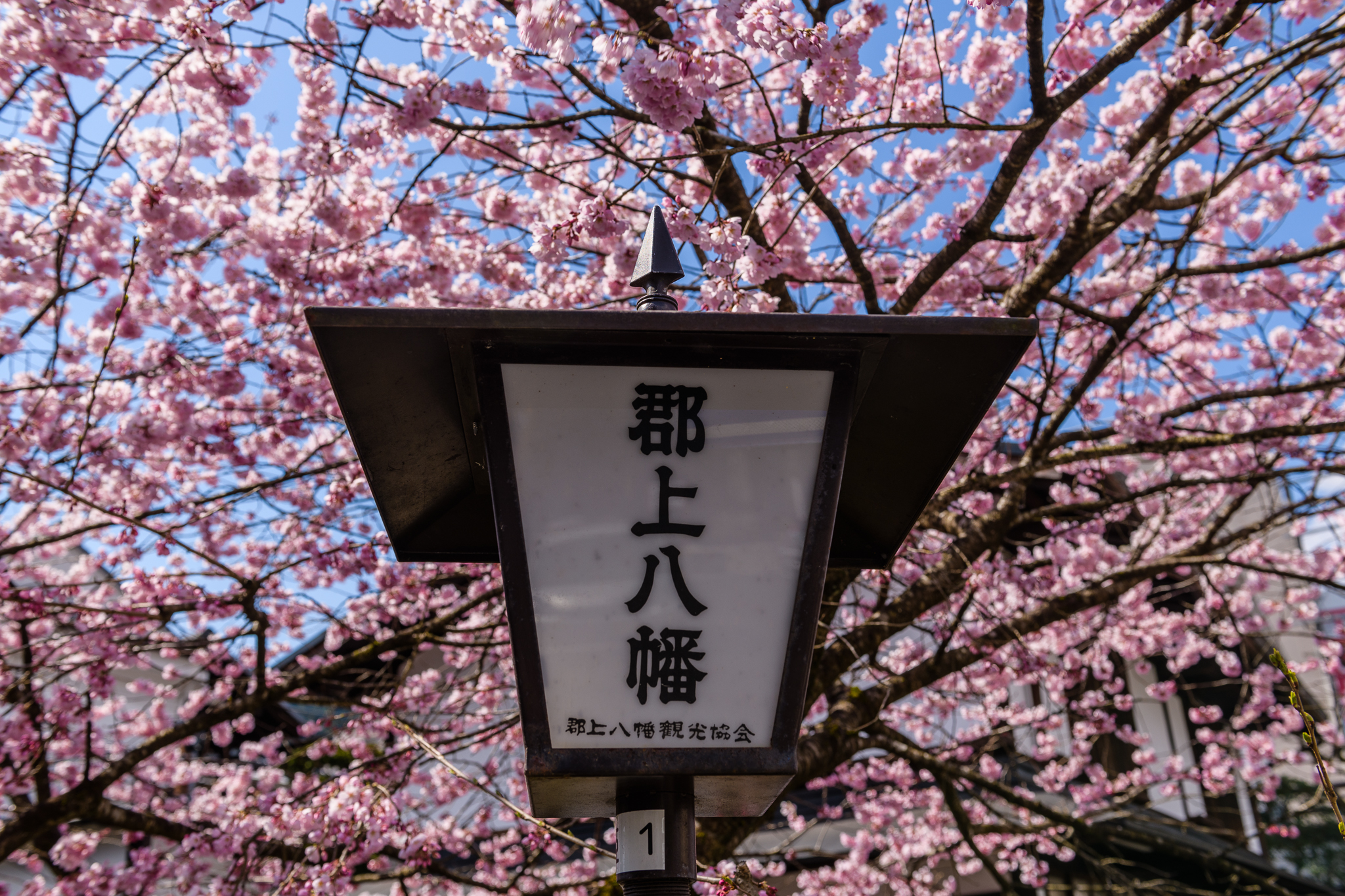從名古屋出發，乘坐包租火車和遊船，暢享精彩的佐倉一日遊