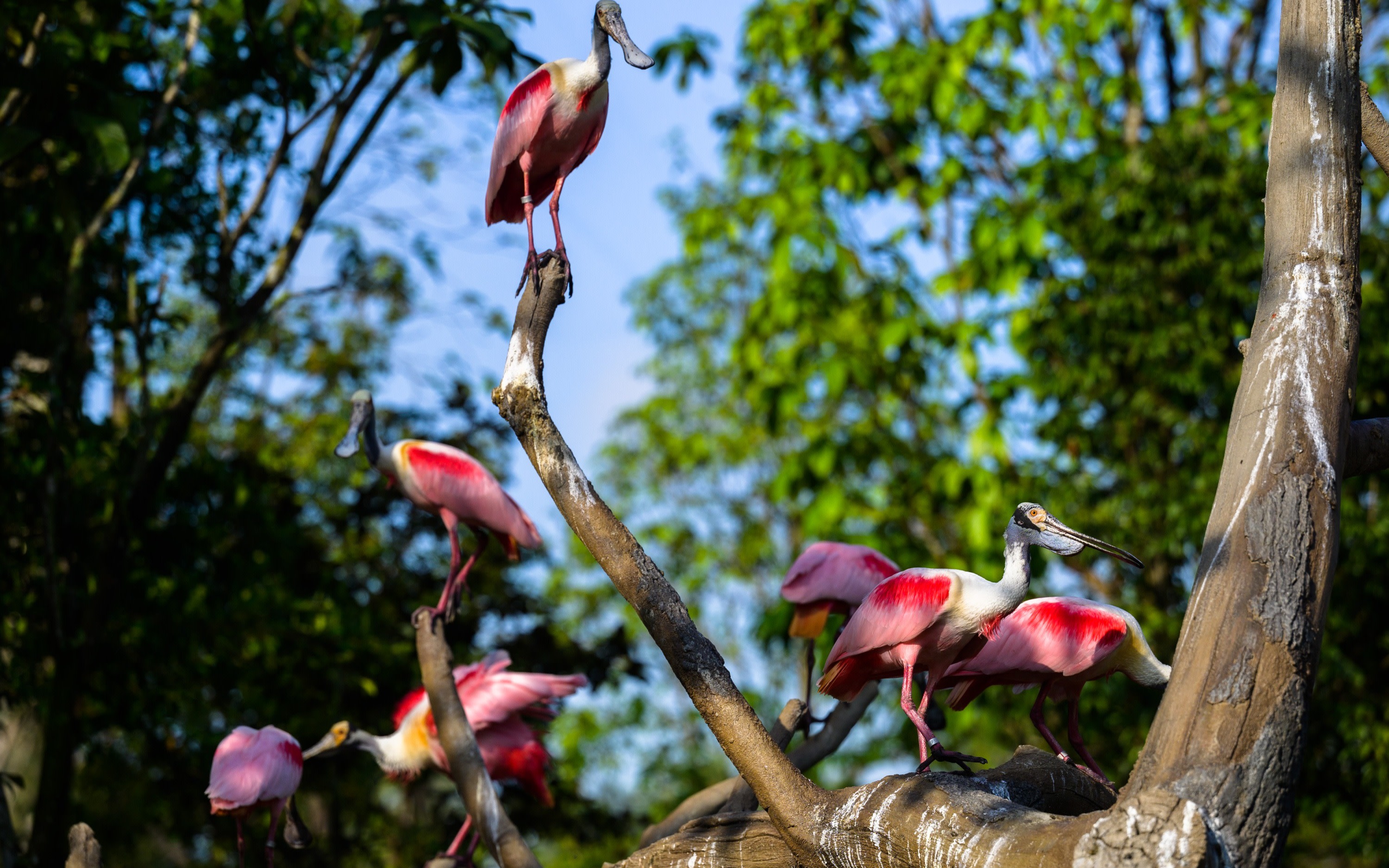 Bird Paradise Ticket | Mandai Wildlife Reserve, Singapore