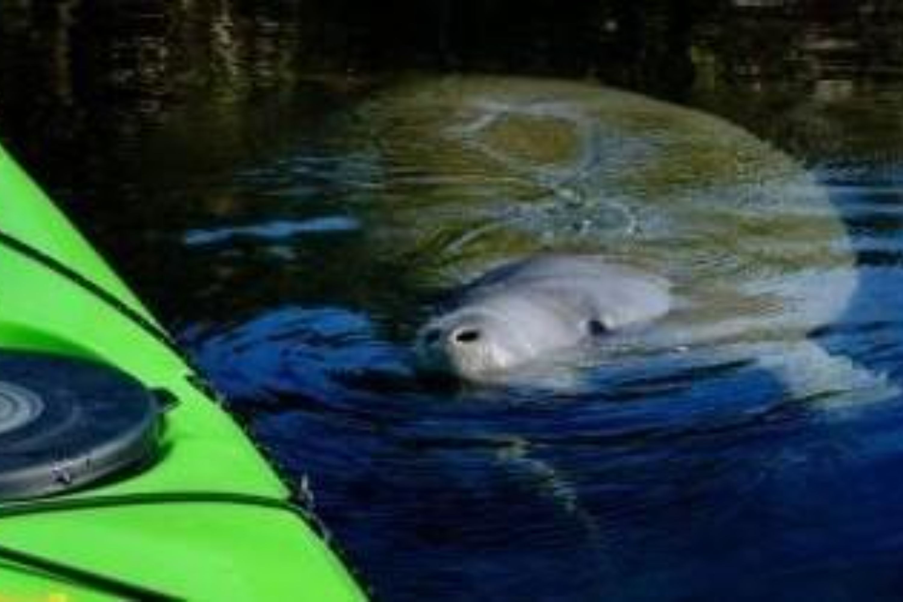 Manatee Encounter Kayaking Tour in Orlando