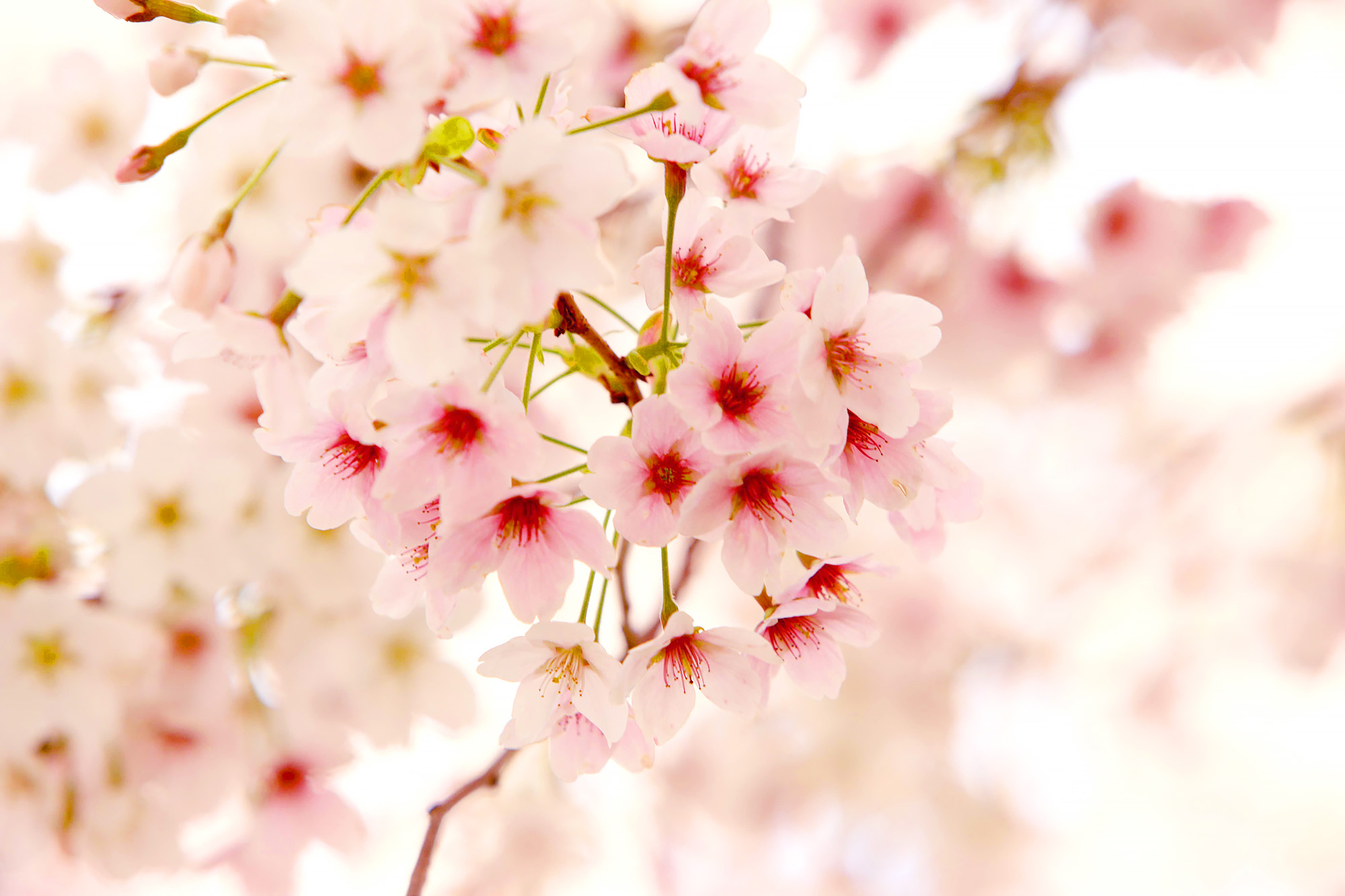 🌸 於春天綻放。 🌸 於春天綻放。