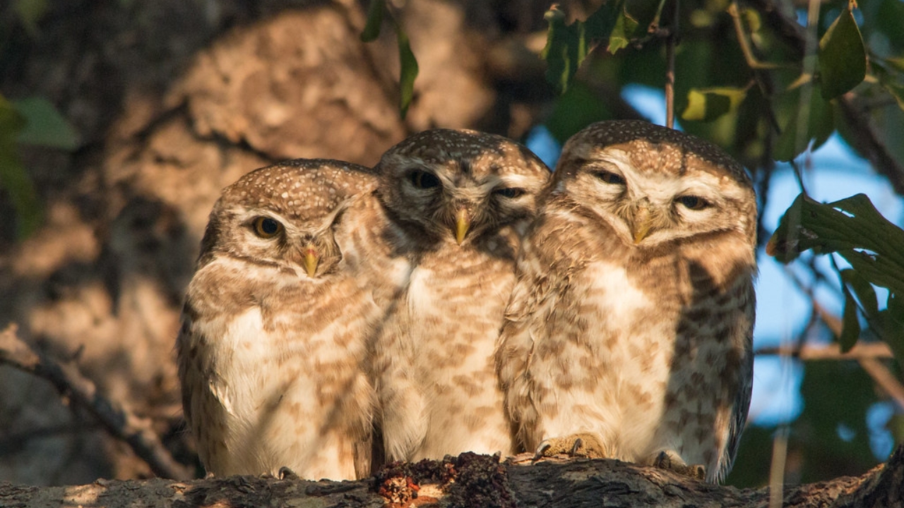 Bharatpur Bird Sanctuary Overnight Tour from Delhi